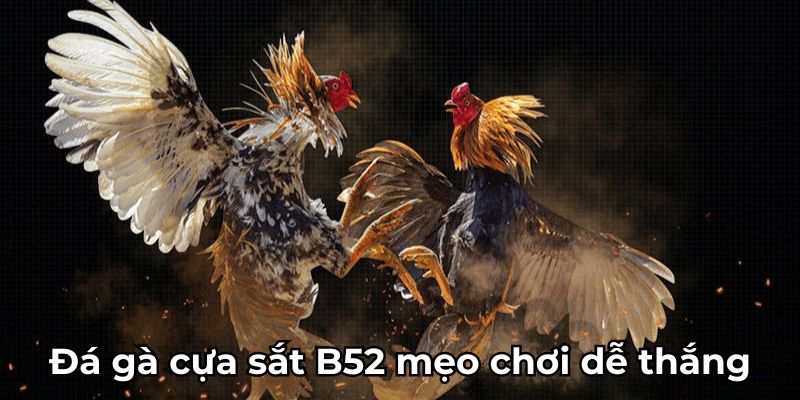 Đá gà cựa sắt B52 mẹo chơi dễ thắng